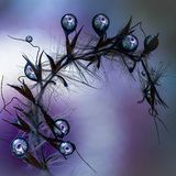 Entry image for Gerbera Daisy Droplets