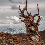 Entry image for Ancient Bristlecone Pine