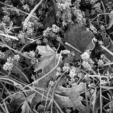 Entry image for Autumn Leaves
