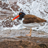 Entry image for Oyster Catcher in the Waves