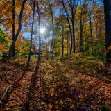 Entry image for Autumn Light