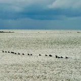 Entry image for Ducks in a row