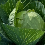 Entry image for Brassica