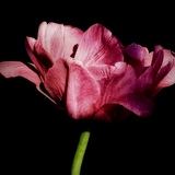 Entry image for Tulipmania