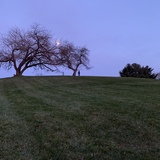 Entry image for Moonlit Apple Trees 