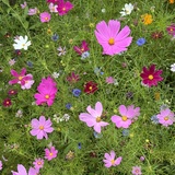Entry image for Wildflower Whimsy