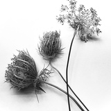Entry image for Wild carrot
