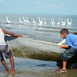 Entry image for Egrets Wait for Fishermen, Caribbean Coast