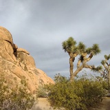 Entry image for Joshua Tree National Park