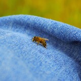Entry image for Bee Jeans