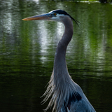 Entry image for Great Blue Heron Post-Hunt