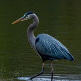 Entry image for Wading Blue Heron