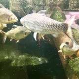 Entry image for Underwater Party