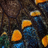 Entry image for Living Tapestry
