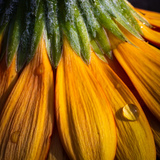 Entry image for Beneath the Bloom