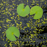 Entry image for PacMan on the Pond
