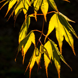 Entry image for Fingers of Nature