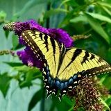 Entry image for Grace and Color