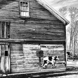 Entry image for Cow Barn 