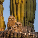 Entry image for The Cactus League 