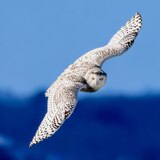 Entry image for Silent Wings of Freedom 