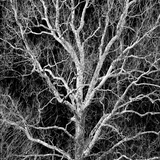 Entry image for Arboreal Arteries