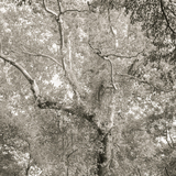 Entry image for Daphne