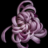 Entry image for Chrysanthemum-3