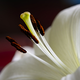 Entry image for White Lilliey 1