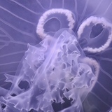 Entry image for Moon Walking