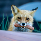Entry image for A Fox and a Hotdog