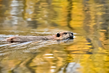 Entry image for Sunset Beaver. Clicking this image will show a larger photo