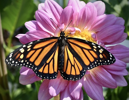 Entry image for Monarch. Clicking this image will show a larger photo
