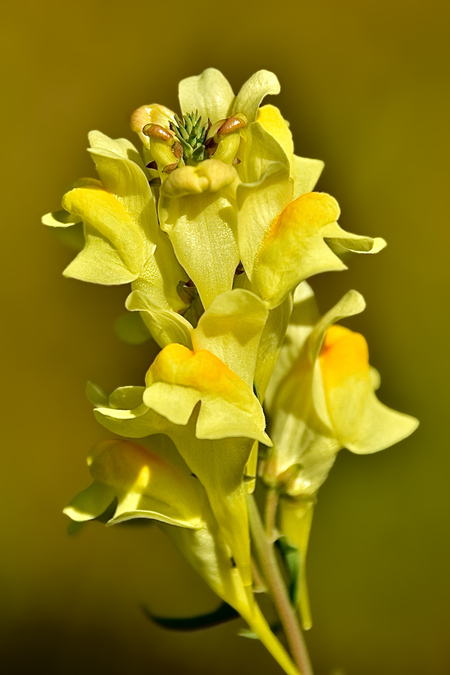 Entry image for Yellow Flower. Clicking this image will show a larger photo