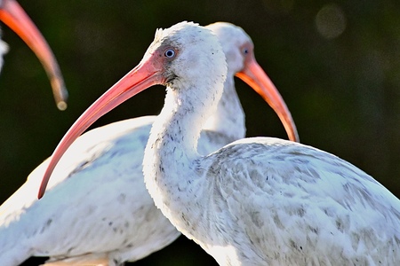 Entry image for White Ibis. Clicking this image will show a larger photo