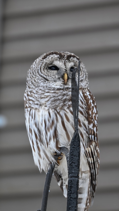 Entry image for Barred Owl. Clicking this image will show a larger photo