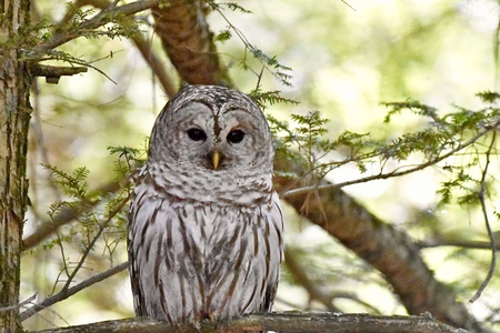 Entry image for Mother Owl. Clicking this image will show a larger photo