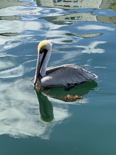 Entry image for Pelican At Rest. Clicking this image will show a larger photo