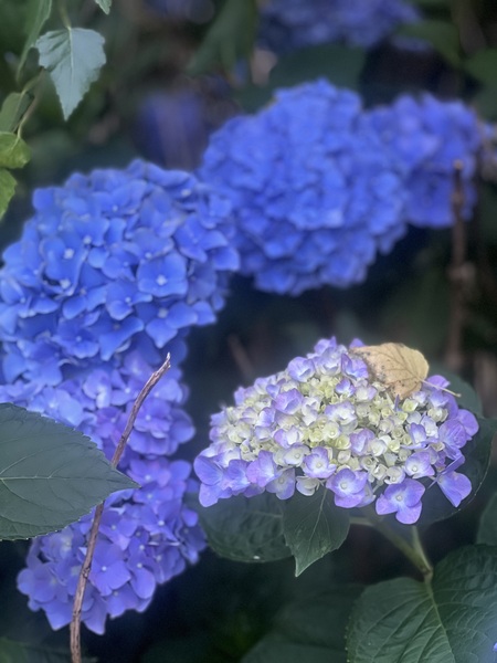 Entry image for Hydrangea Heaven . Clicking this image will show a larger photo