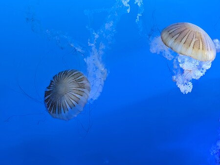 Entry image for Underwater Dance. Clicking this image will show a larger photo