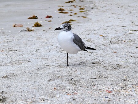 Entry image for Siesta Key One Leg. Clicking this image will show a larger photo