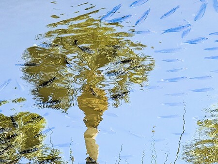 Entry image for Sarasota Fish Pond. Clicking this image will show a larger photo