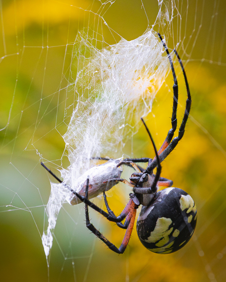 Entry image for Saving A Snack With A Friend. Clicking this image will show a larger photo