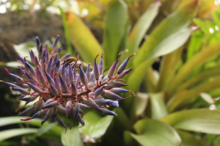 Entry image for Aechmea Gamosepala. Clicking this image will show a larger photo
