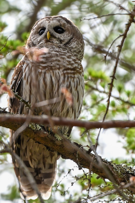 Entry image for Owl in Woods. Clicking this image will show a larger photo
