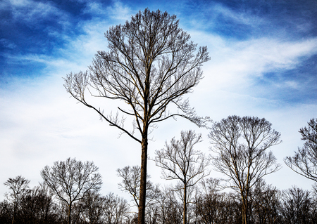 Entry image for Trees Winter Chatfield Hollow Killingsworth. Clicking this image will show a larger photo