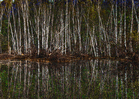 Entry image for Birches Finland Lake Summer. Clicking this image will show a larger photo