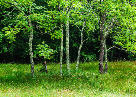 Entry image for Trees East River Reserve Guilford Spring. Clicking this image will show a larger photo