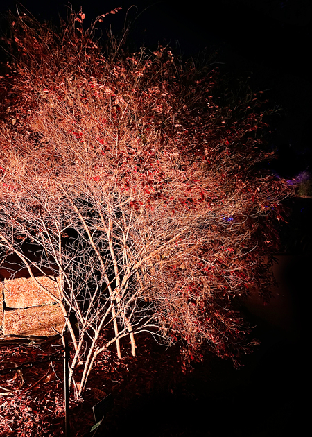 Entry image for Light Show San Francisco Winter. Clicking this image will show a larger photo