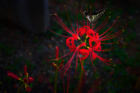 Entry image for The Butterfly and the Red Spider Lily. Clicking this image will show a larger photo